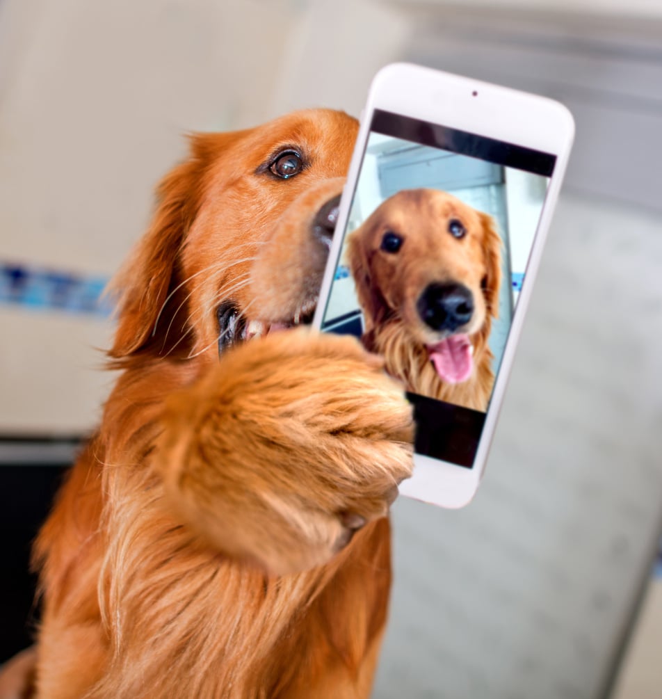 Dog taking a selfie