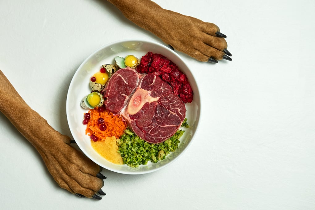 Dog's paws by bowl with food. Natural Raw Organic food for dog. Raw meat, eggs, vegetables. BARF diet.