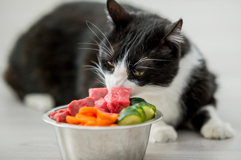 Raw Food Diet for a Cat