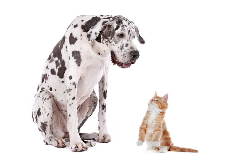 Cat and Dog